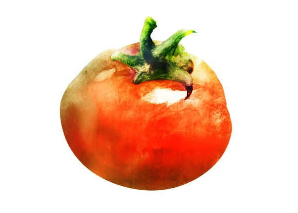 tomato drawing on white background
