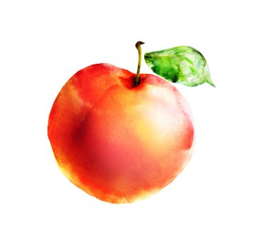 Beyaz üzerine suluboya kayısı