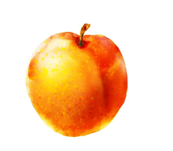 Watercolor apricot on white — Stock Photo, Image