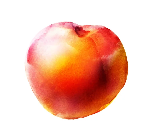 Watercolor apricot on white — Stock Photo, Image