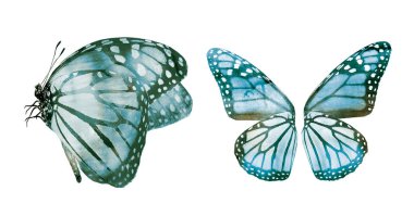 Beyaz arka planda izole edilmiş iki suluboya kelebek.