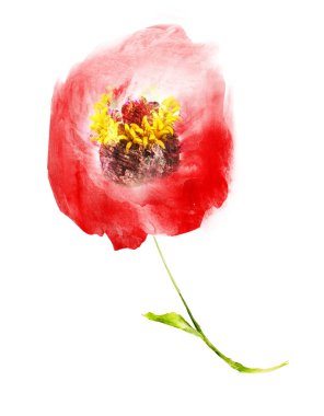 Suluboya çiçeği, beyaz arkaplanda izole
