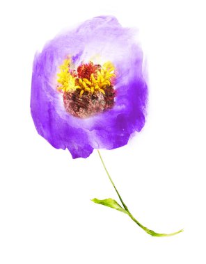 Suluboya çiçeği, beyaz arkaplanda izole