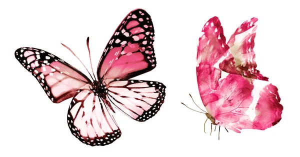 Dva Akvarel Motýli Izolované Bílém Pozadí — Stock fotografie
