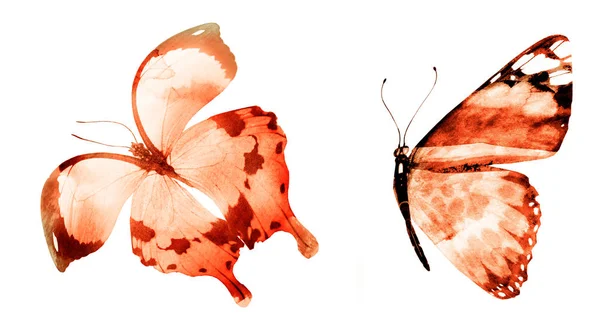 Две Бабочки Акварелью Изолированные Белом Фоне — стоковое фото