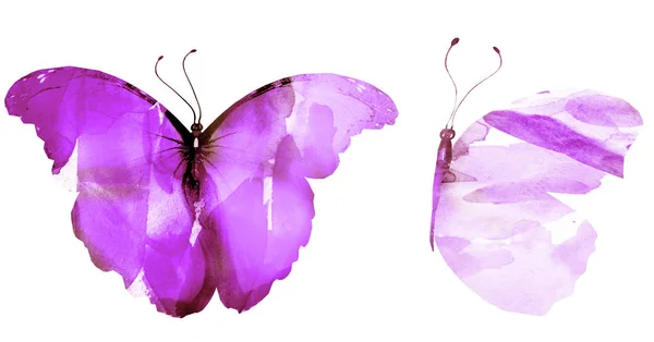 Két Akvarell Pillangók Elszigetelt Fehér Háttér — Stock Fotó