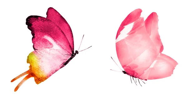 两只水彩蝴蝶 在白色背景下隔离 — 图库照片