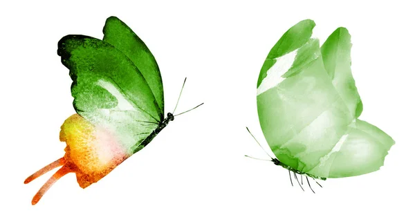 Две Бабочки Акварелью Изолированные Белом Фоне — стоковое фото