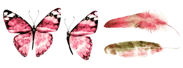 Két Akvarell Pillangók Tollak Elszigetelt Fehér Alapon — Stock Fotó