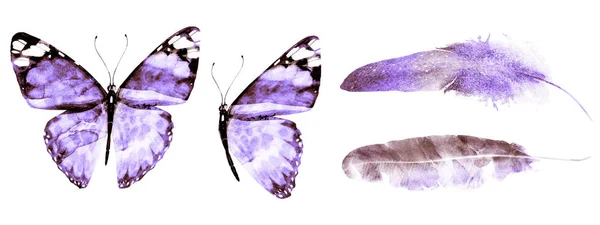 Две Акварельные Бабочки Перья Изолированные Белом Фоне — стоковое фото