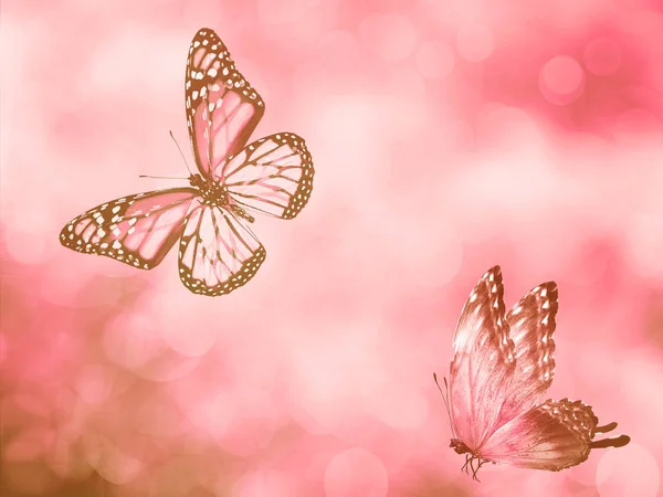 Természetes Háttér Pillangó — Stock Fotó