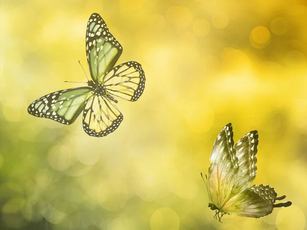 Természetes Háttér Pillangó — Stock Fotó
