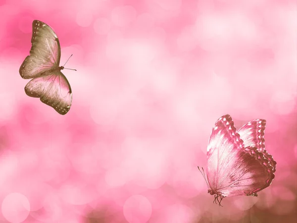 Natural Background Butterfly — Stock Photo, Image