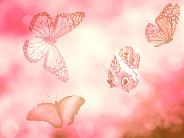 蝶と自然背景 — ストック写真