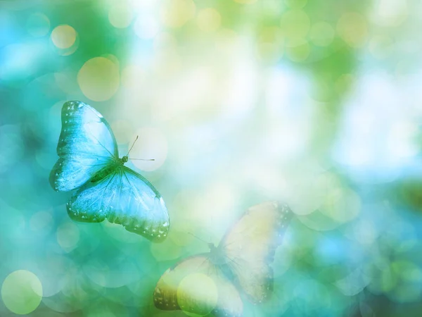 Fundo Natural Com Borboleta — Fotografia de Stock