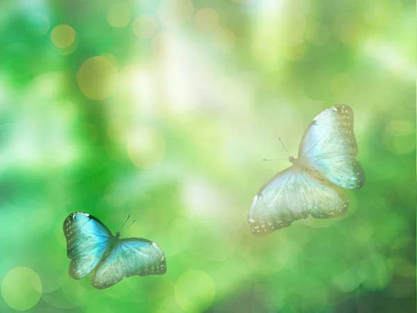 Природний Фон Метеликом — стокове фото
