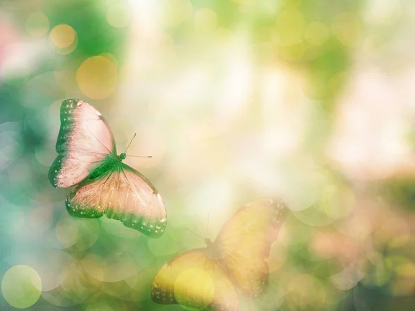 Fondo Natural Con Mariposa — Foto de Stock