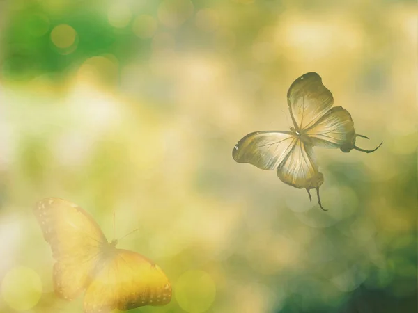 Fondo Naturale Con Farfalla — Foto Stock
