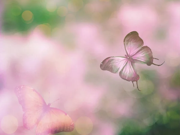 Fundo Natural Com Borboleta — Fotografia de Stock