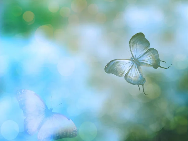 Fundo Natural Com Borboleta — Fotografia de Stock