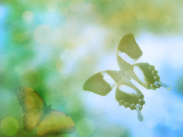 蝴蝶的自然背景 — 图库照片