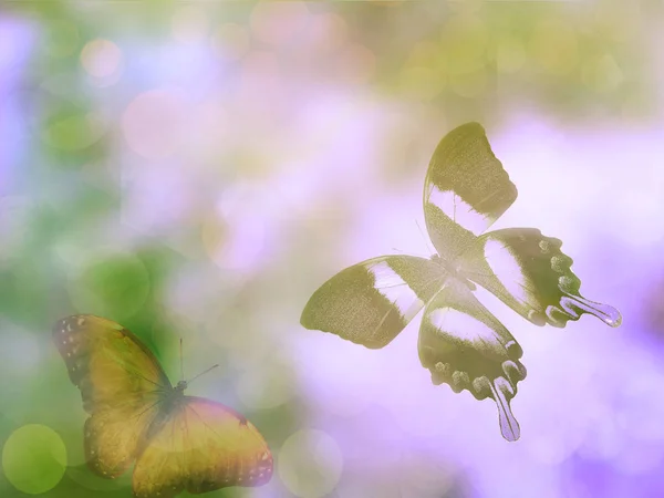Fond Naturel Avec Papillon — Photo