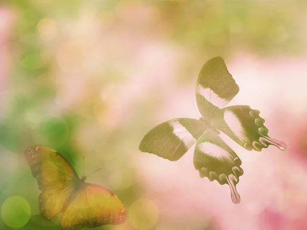 Natuurlijke Achtergrond Met Vlinder — Stockfoto
