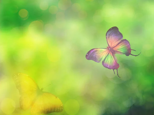 Natürlicher Hintergrund Mit Schmetterling — Stockfoto