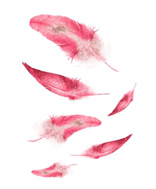 Suluboya tüyleri, beyaz arkaplanda izole