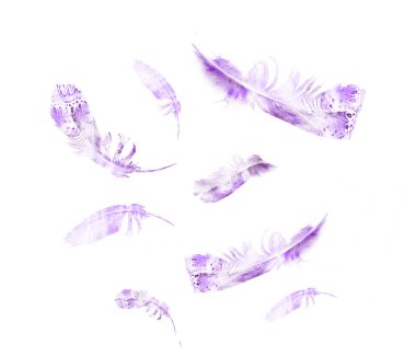 Suluboya tüyleri, beyaz arkaplanda izole