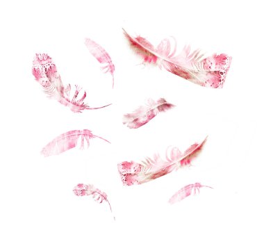 Suluboya tüyleri, beyaz arkaplanda izole