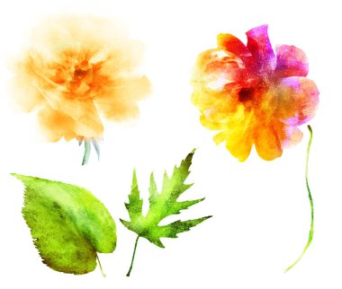Suluboya çiçekleri ve yapraklar, beyaz arkaplanda izole