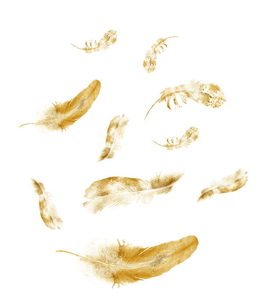 Акварельные перья, изолированные на белом фоне
