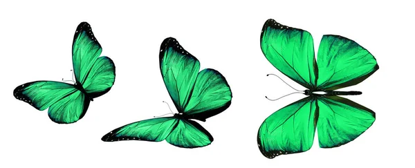 Papillons Couleur Isolés Sur Fond Blanc — Photo