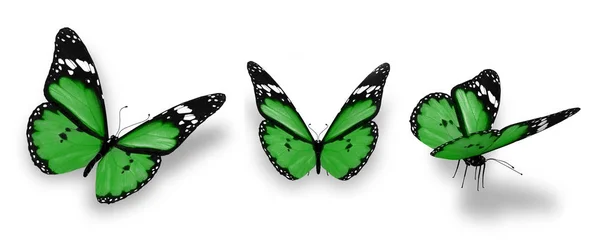 Color Butterflies Isolated White Background — Stock Photo, Image