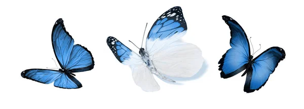 Kleur Vlinders Geïsoleerd Witte Achtergrond — Stockfoto