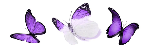 Color Butterflies Isolated White Background — Stock Photo, Image