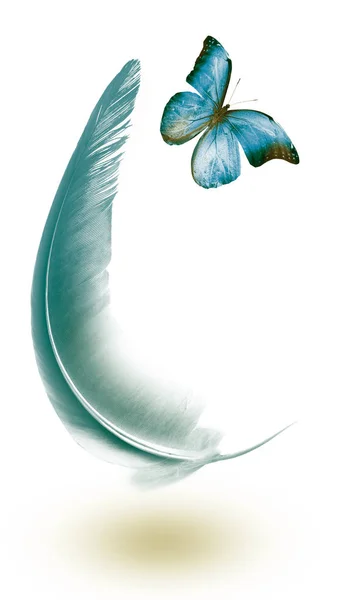 Hermosa Pluma Color Mariposa Aislada Sobre Fondo Blanco — Foto de Stock