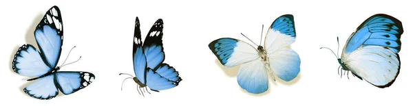 Color Butterflies Isolated White Background — Stock Photo, Image