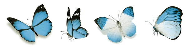 배경에 고립된 나비들 — 스톡 사진