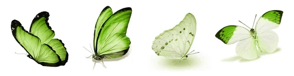 Color Butterflies Isolated White Background — Stock Photo, Image