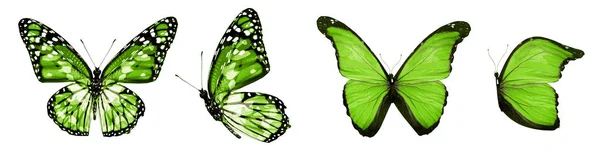 Color Butterflies Isolated White Background — Stock Photo, Image