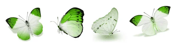 Mariposas Color Aisladas Sobre Fondo Blanco — Foto de Stock