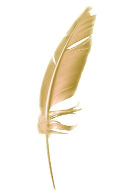 Beyaz arkaplanda izole edilmiş güzel renk tüyü