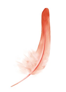 Beyaz arkaplanda izole edilmiş güzel renk tüyü