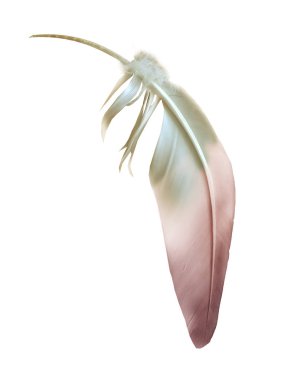 Beyaz arkaplanda izole edilmiş güzel renk tüyü