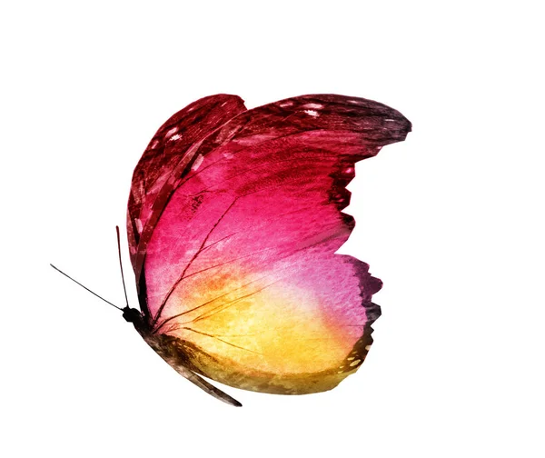 Akvarell Fjäril Isolerad Vit Bakgrund — Stockfoto