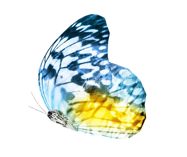 Aquarell Schmetterling Isoliert Auf Weißem Hintergrund — Stockfoto