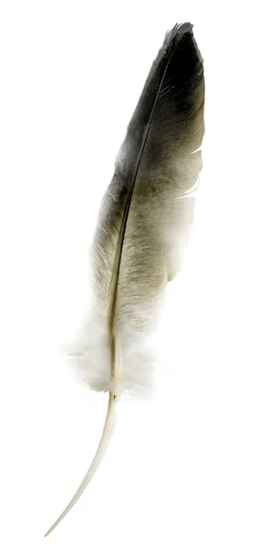 漂亮的彩色羽毛 白色背景隔离 — 图库照片