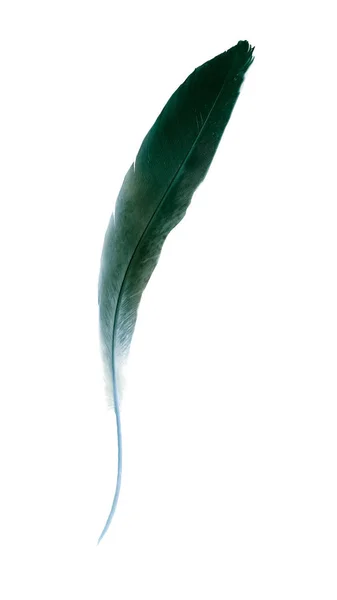Красивый Цвет Перо Изолированы Белом Фоне — стоковое фото